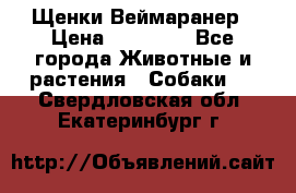 Щенки Веймаранер › Цена ­ 40 000 - Все города Животные и растения » Собаки   . Свердловская обл.,Екатеринбург г.